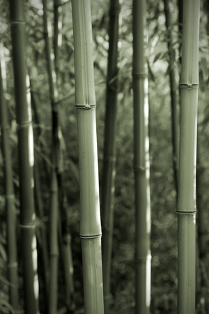 background with bamboo poles, black and white, green toningの写真素材