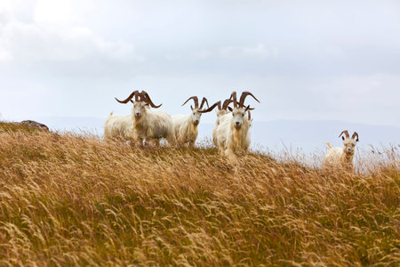 Kashmir goats at Great Ormes Head, Llandudno, Gwynedd, Nort Walesの写真素材