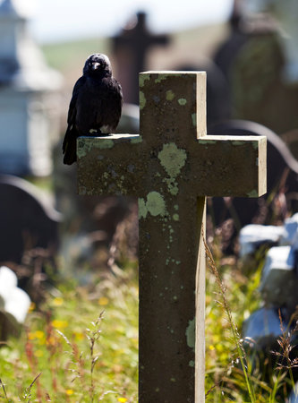 common raven sitting on a tombstoneの写真素材