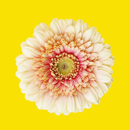 beige and pink colored gerbera daisy on yellow backgroundの写真素材