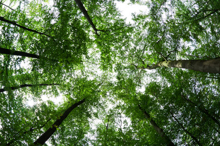 beech trees in the forest, fisheye view from below