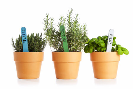 potted thyme, rosemary and basil isolatedの写真素材