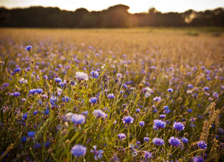Field with lots of cornflowers in warm evening sunlightの写真素材