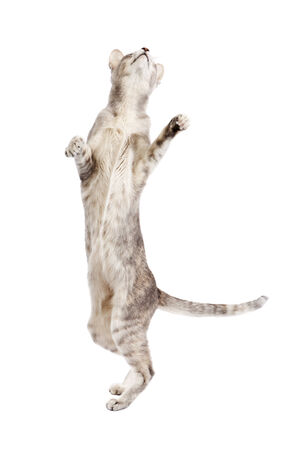 Grey tabby oriental shorthaired cat on white background standing on hind legsの写真素材