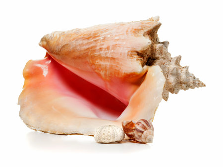 Queen conch, sea snail and fossil sea urchin skeleton isolated on white