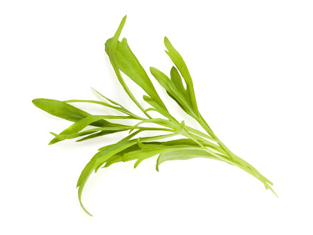 bunch of tarragon leaves isolated on white backgroundの写真素材