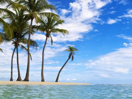 Palms on a tropical beach in the Caribbean Seaの写真素材