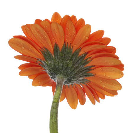 Orange Gerber blossom from below isolated on white background. Focus-stacked image from three exposures.の写真素材