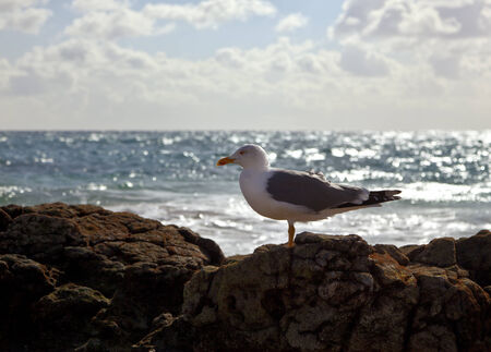 Seagull sitting on rocks by the seaの写真素材
