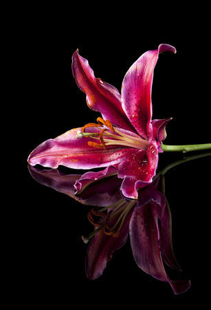 Purple lily blossom on reflecting black surfaceの写真素材