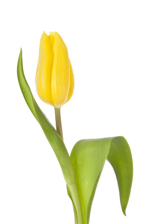 Yellow tulip isolated on white backgroundの写真素材