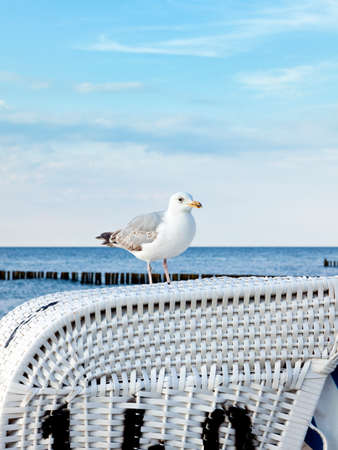 Closeup of a seagull standing on beachchair at the baltic sea coastの写真素材