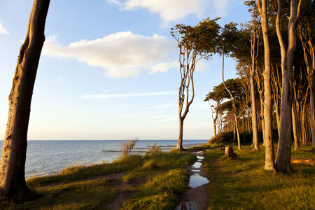 Baltic Sea coast at Nienhagen with the Haunted Woodsの写真素材