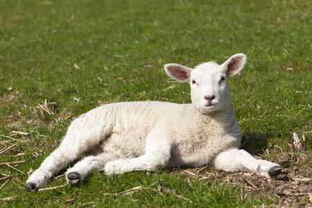 Easter lamb on a dyke at the Elbe riverの写真素材