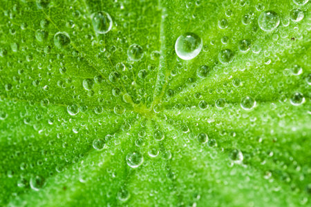 Macro of dew drops on green leaf
