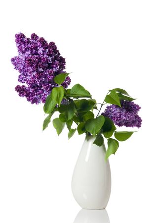Branch of blooming lilac in a vase isolated on white backgroundの写真素材