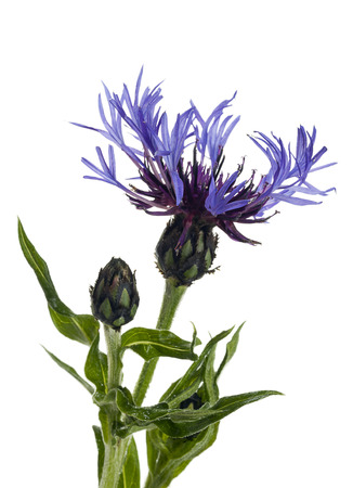 Mountain Cornflower or Bachelor39s Button isolated on white backgroundの写真素材