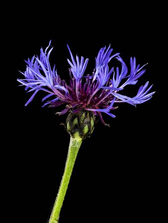 Centaurea montana or Bachelor's Button flower isolated on blackの写真素材