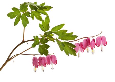 Lamprocapnos spectabilis or Bleeding Heart flower isolated on whiteの写真素材