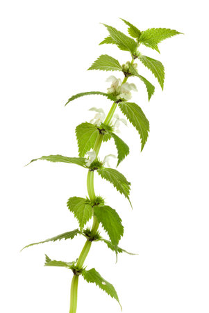 Lamium album plant isolated on white backgroundの写真素材