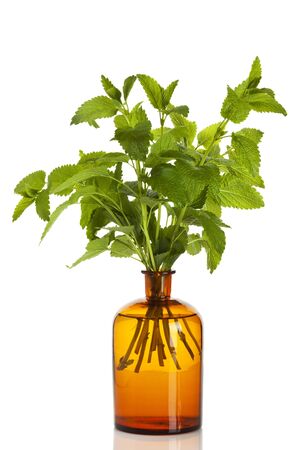 Lemon Balm branches in apothecary bottle isolated on white backgroundの写真素材
