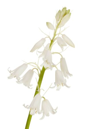 white spanish bluebell flower isolated on white backgroundの写真素材