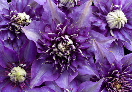 Clematis flowers filling the frameの写真素材