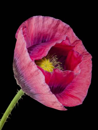 Closeup of Papaver Somniferum flower isolated on black backgroundの写真素材