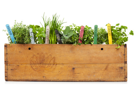 variety of herbs with name tags planted into vintage banana box, isolated on whiteの写真素材