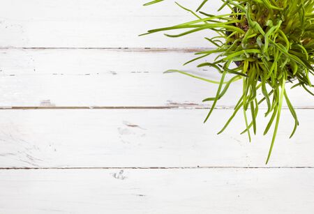 High angle view of chives plant on white wooden table with copy spaceの写真素材