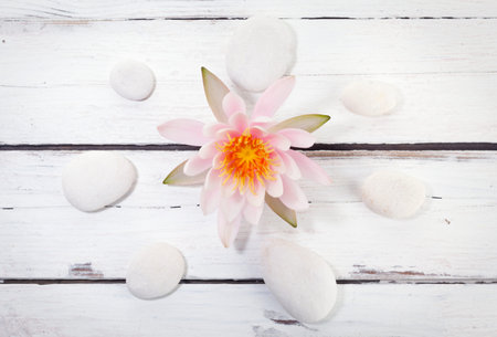 pink water lily in the center of pebbles circle on rustic white surfaceの写真素材
