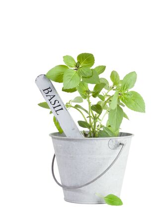 Basil plant with flower tag in tin bucket isolated on white backgroundの写真素材