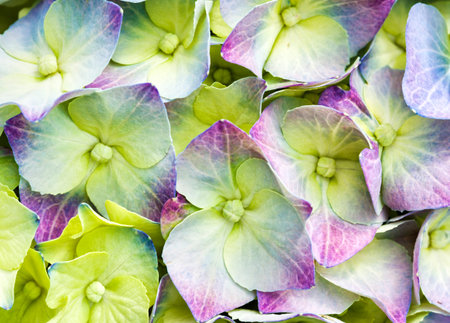 macro of multicolored Hydrangea blossomの写真素材