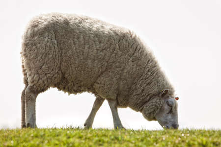 female sheep on North Sea dike closeupの写真素材