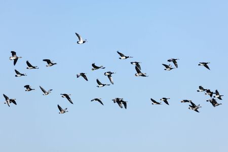 Group of flying Barnacle Geese and Greylag Geeseの写真素材