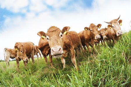 Group of calves on a meadow, fisheye viewの写真素材