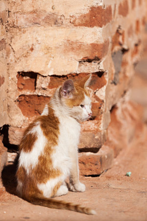 Red and white cat living on the street at Marrakesh, Moroccoの写真素材