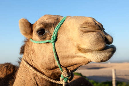 Portrait of dromedary at moroccan desertの写真素材