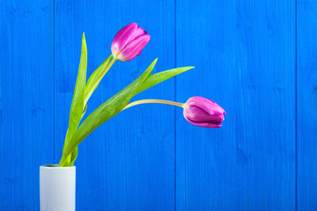 two purple tulips, blue wooden background