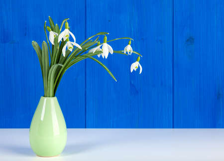 Snowdrop flowers in small green vase in front of blue painted wooden wallの写真素材