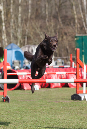 Brown sheepdog jumping at agility contestの写真素材