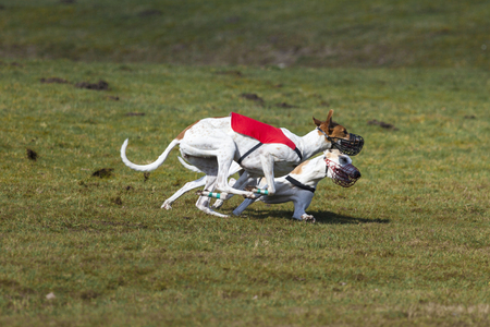 Duel of two Magyar Agar hounds at coursing raceの写真素材