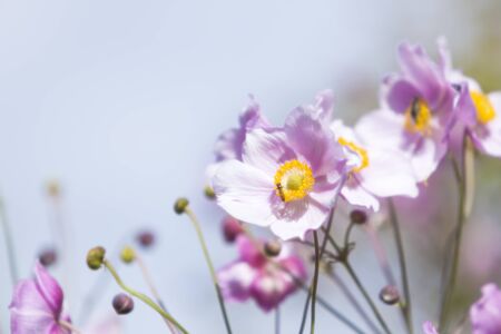 Floral background with soft focus chinese anemone flowersの写真素材