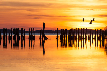 Three geese flying over lagoon with groyne in sunset at Ruegen, Germanyの写真素材