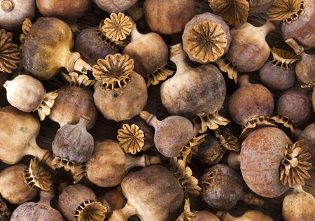 background of dried poppy seed capsulesの写真素材