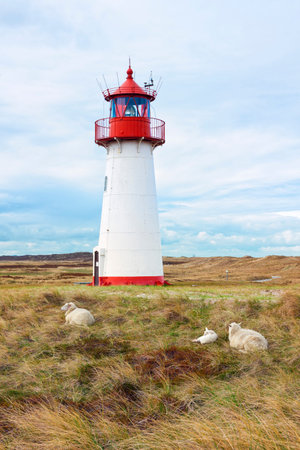 Western lighthouse at List, Sylt. Sheep lying in the dunes in foreground