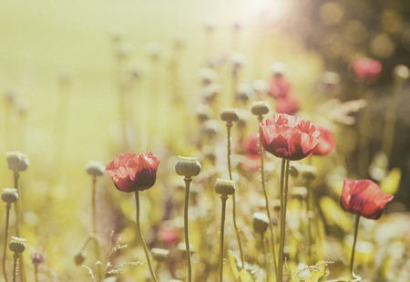 vintage style processed poppy flowers fieldの写真素材