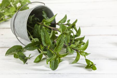 Organic peppermint branches in tilted tin bucket on rustic tableの写真素材