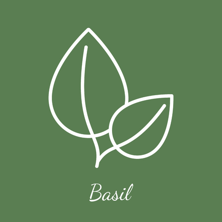 Basil leaves icon. Aromatic herbs vector symbol.のイラスト素材