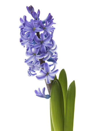 Blossom of Common Hyacinth flower closeup isolated on white backgroundの写真素材